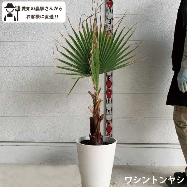 楽天市場】［生産者直送］ワシントンヤシ 樹高約1m 送料無料 庭木 苗木