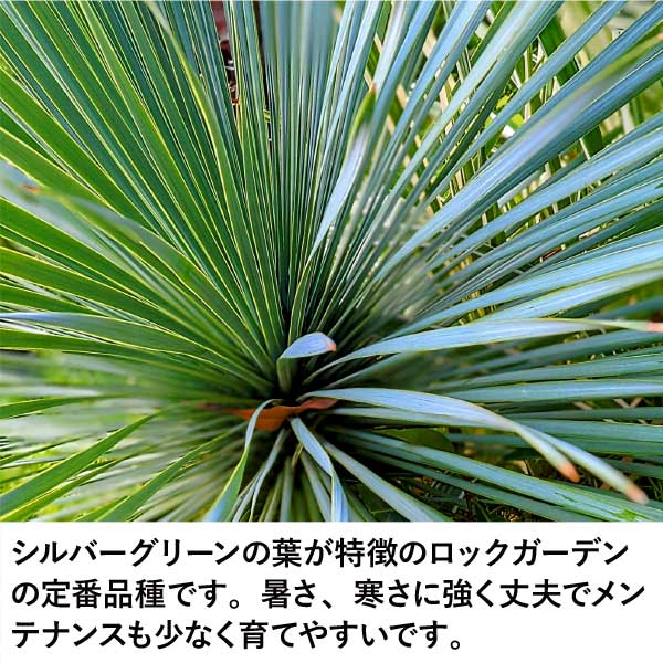 楽天市場】［2026年春発送・予約］ユッカ ロストラータ 大株 根巻苗