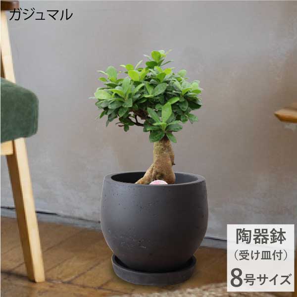 楽天市場】［陶器の鉢・受け皿セット］ガジュマル 8号サイズ 観葉植物