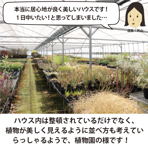 楽天市場】オージープランツ ［C］低木と多年草のセット生産者直送 15