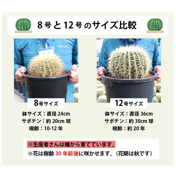 楽天市場】キンシャチ 金シャチ 金鯱 サボテン 8号 大苗 新築祝い 大型