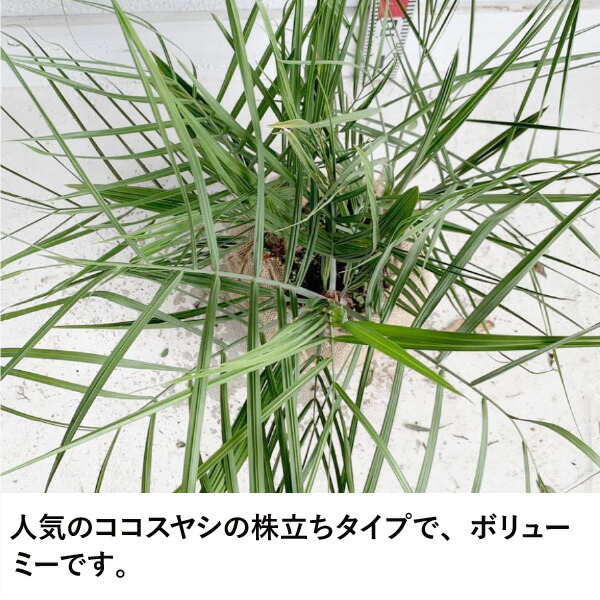 楽天市場】［生産者直送］ココスヤシ 株立ち(3本立ち) 樹高約60cm 耐寒