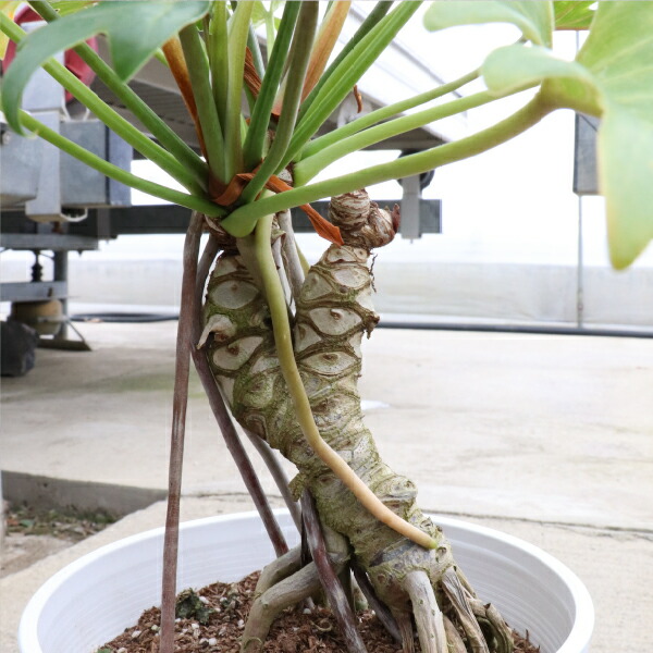 楽天市場】フィロデンドロン クッカバラ 根上がり 6号鉢 1～5個セット