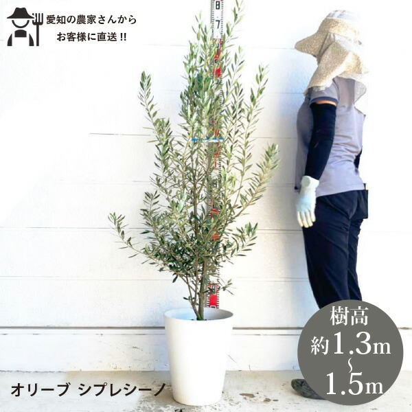 楽天市場】［生産者直送］オリーブ シプレシーノ シプレッシーノ 樹高