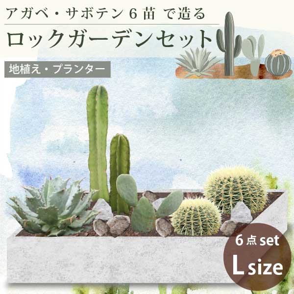 楽天市場】**3月中旬以降発送** アガベ・サボテンで造るロックガーデン