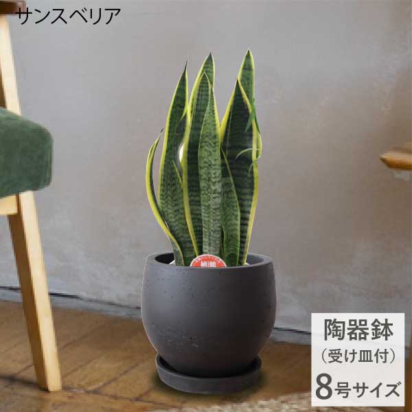 楽天市場】［陶器の鉢・受け皿セット］サンスベリア トラノオ 8号