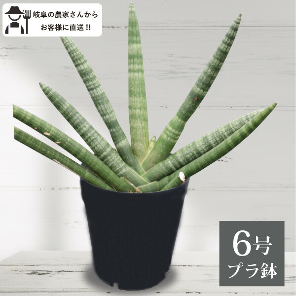 楽天市場】インドアガーデンセット C ユニークな多肉系 個性的 5鉢