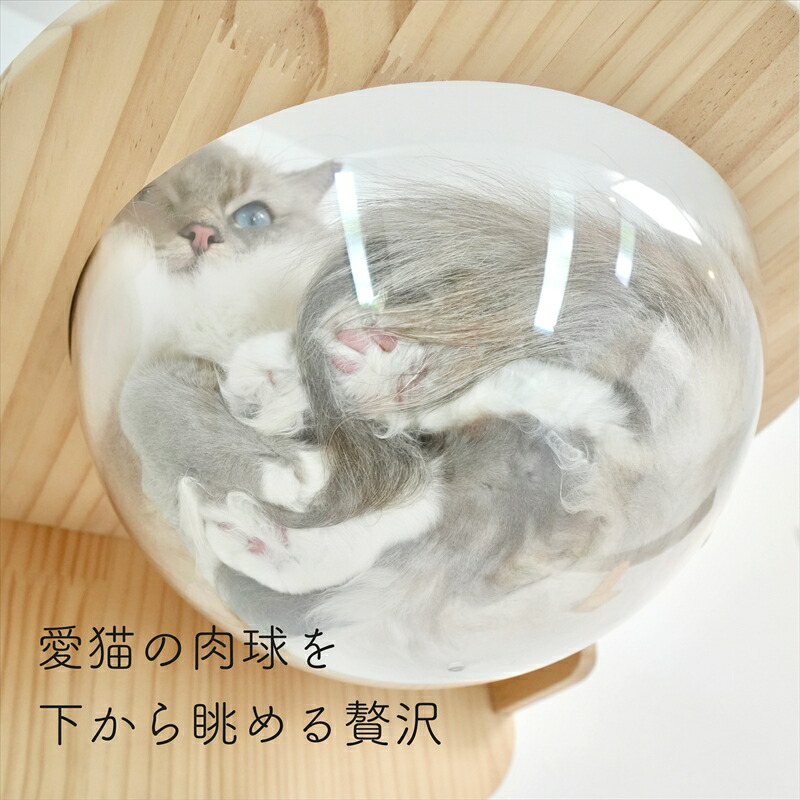 楽天市場】壁掛け 猫ボウル キャットステップ 穴あけ不要 完成品