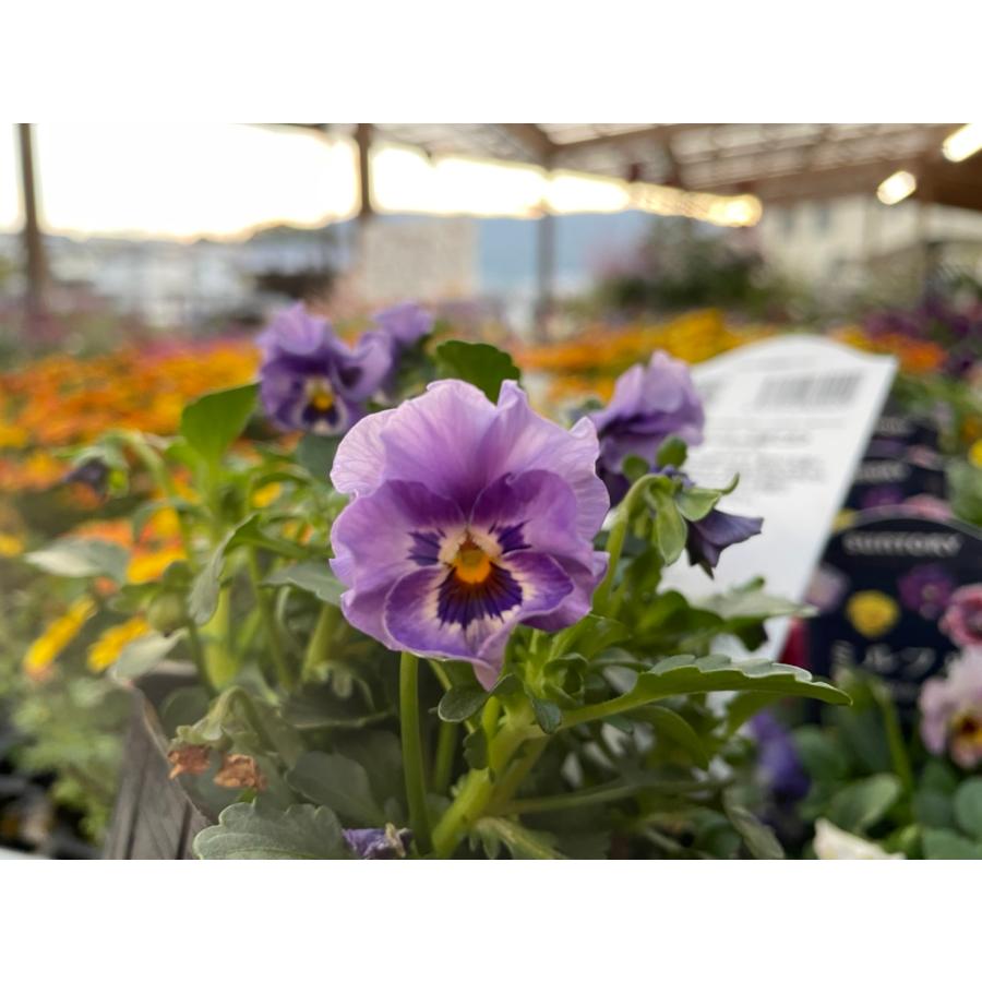 楽天市場】サントリー ミルフル ブルーミックス 3.5号ポット苗