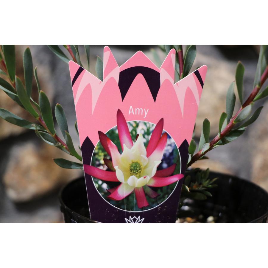 楽天市場】リューカデンドロン エイミー 5号鉢 Amy リュウカデンドロン