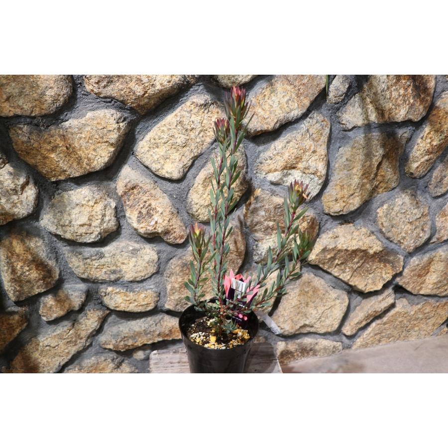 楽天市場】リューカデンドロン エイミー 5号鉢 Amy リュウカデンドロン