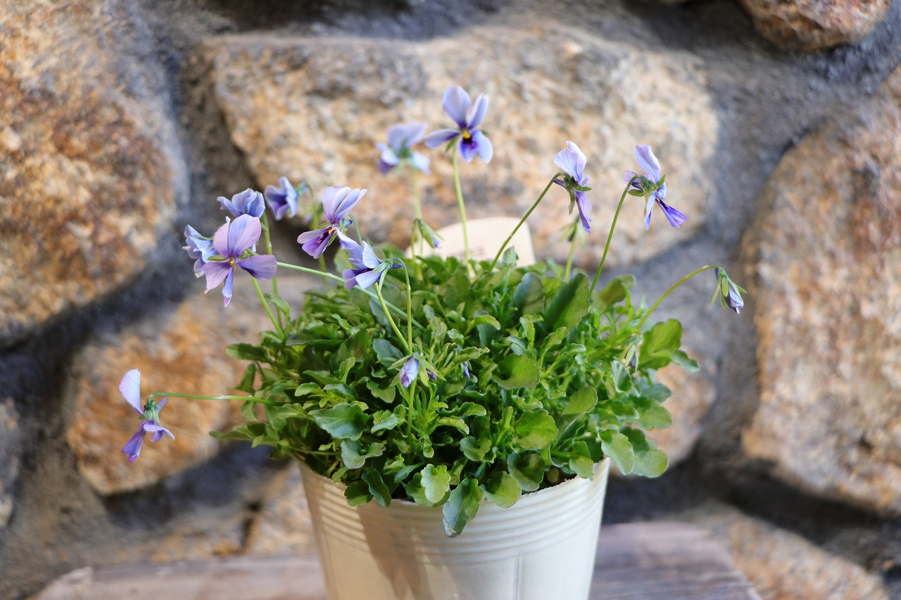 楽天市場】ビオラ 神戸べっぴんさん ブルージャスミン アソート 3.5号