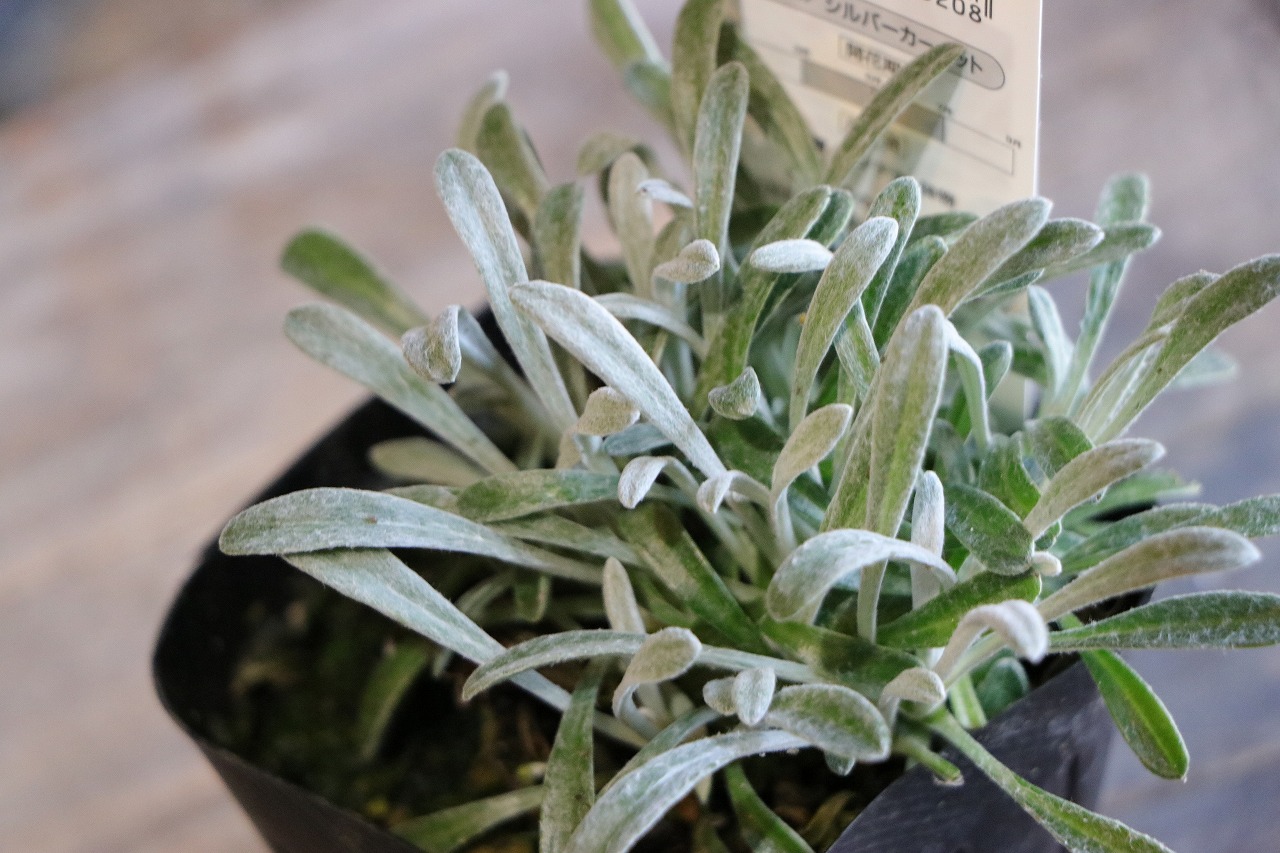 楽天市場】ガザニア シルバーカーペット 3号ポット苗 寄せ植え 花壇