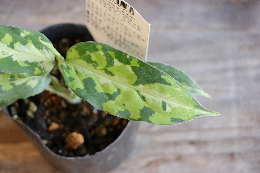 楽天市場】アグラオネマ ピクタム トリカラー エウレカ 3〜3.5号ポット