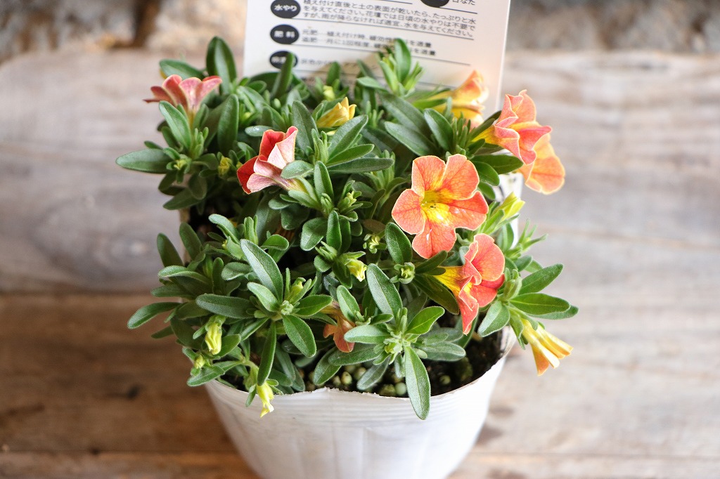 楽天市場】一重咲き カリブラコア サンバ ディーバオレンジ 3.5号