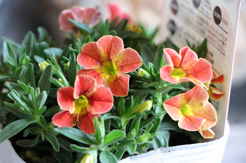 楽天市場】一重咲き カリブラコア サンバ ディーバオレンジ 3.5号