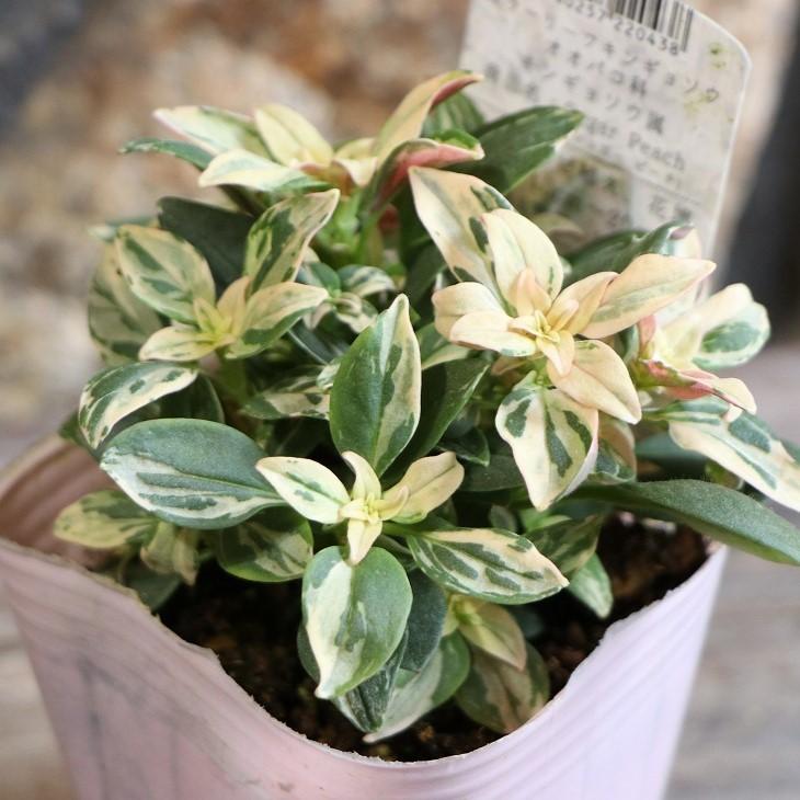 楽天市場】斑入り カラーリーフ キンギョソウ シュガーピーチ 2.5〜3号