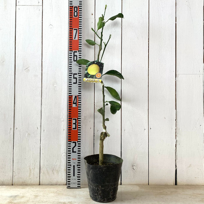 楽天市場】みかん 苗木 星タンゴール 15cmポット苗 ミカン 苗 蜜柑