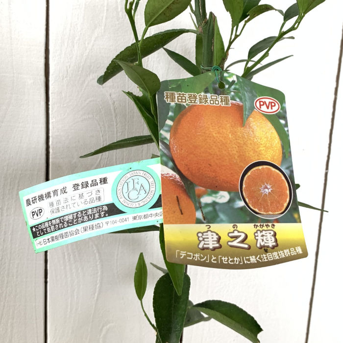 みかん苗 津之輝」の人気商品一覧 | 安い商品を通販サイトから探す