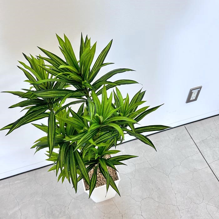 楽天市場】フェイクグリーン ドラセナ 大型 鉢色選択 人工観葉植物