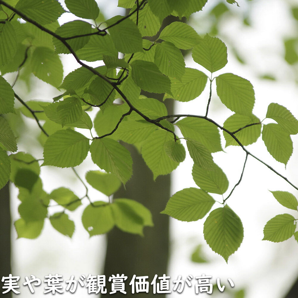 楽天市場】アズキナシ 2m 露地 2本 苗木 : トオヤマグリーン