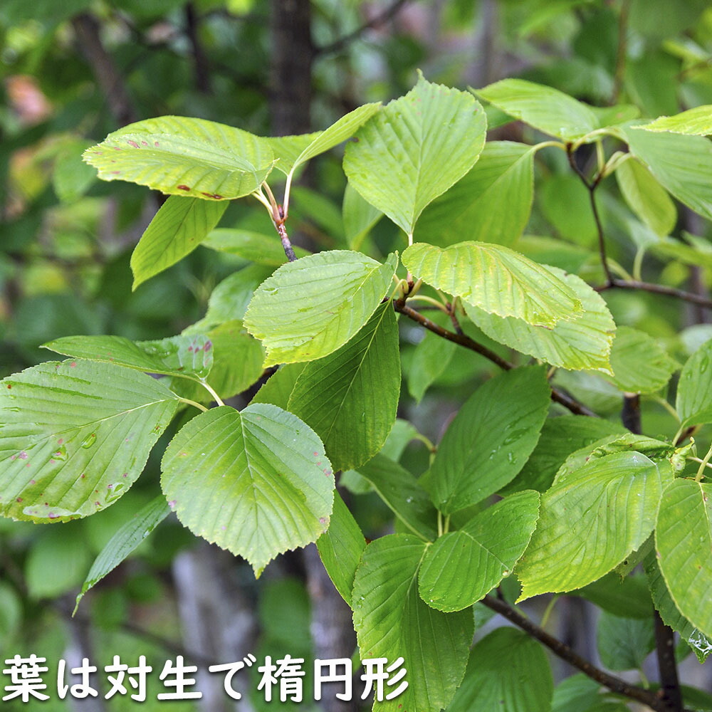 楽天市場】アズキナシ 1.5m 露地 苗木 : トオヤマグリーン