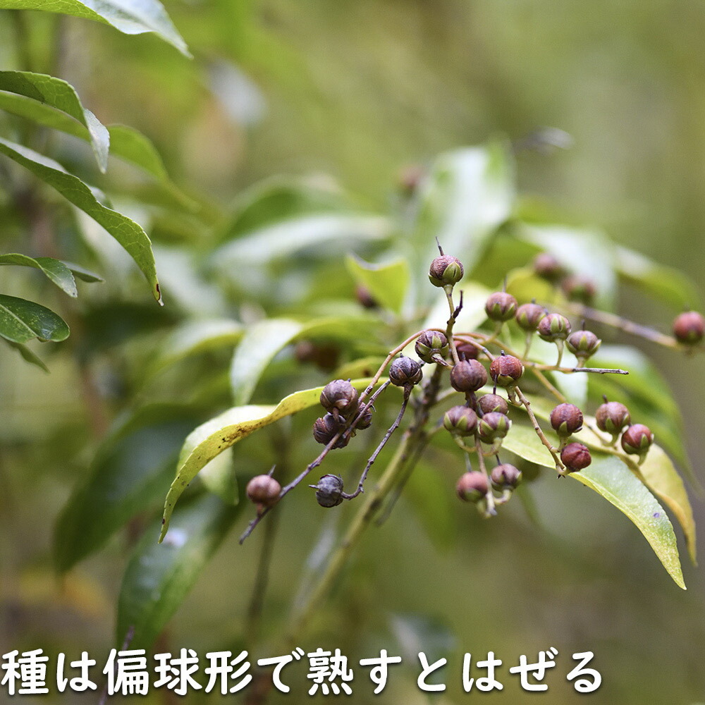 楽天市場】アセビ 1.5m 露地 2本 苗木 : トオヤマグリーン