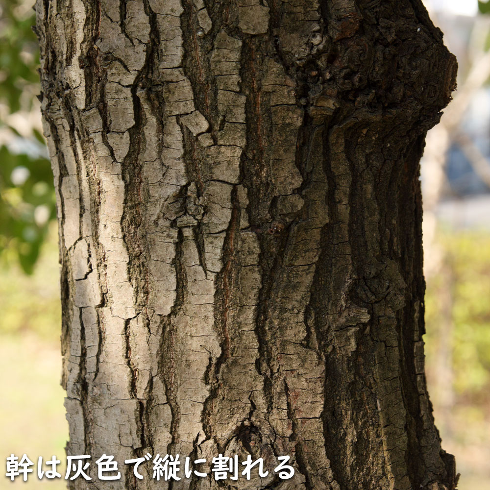 楽天市場】ウバメガシ 単木 2m 露地 苗木 : トオヤマグリーン