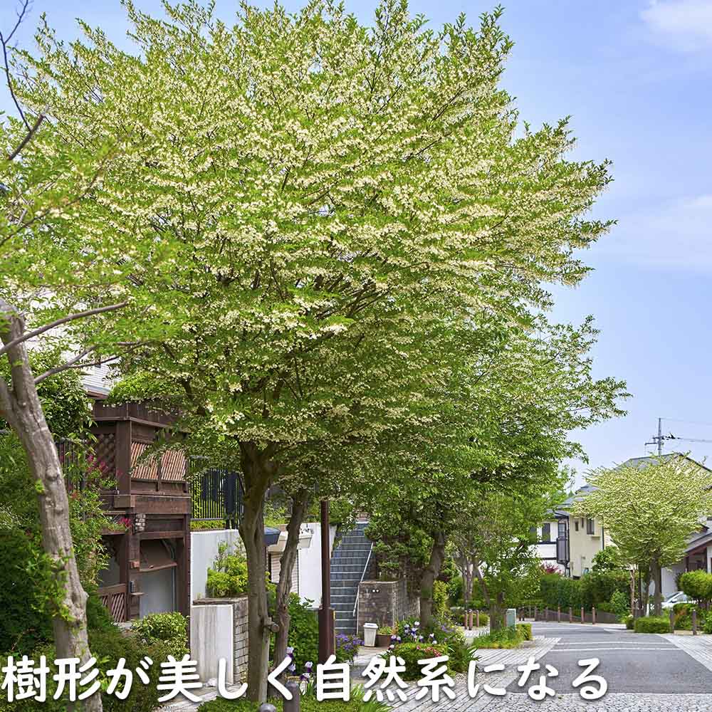 楽天市場】エゴノキ 株立ち 2.5m 露地 苗木 : トオヤマグリーン