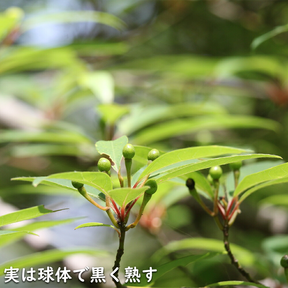 楽天市場】クロモジ 単木 2m 露地 2本 苗木 : トオヤマグリーン