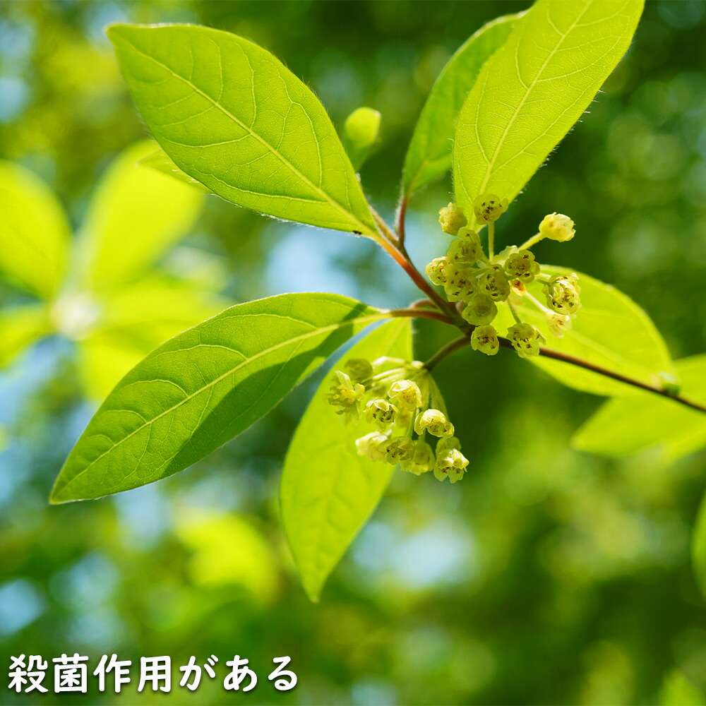 楽天市場】クロモジ 単木 2m 露地 2本 苗木 : トオヤマグリーン