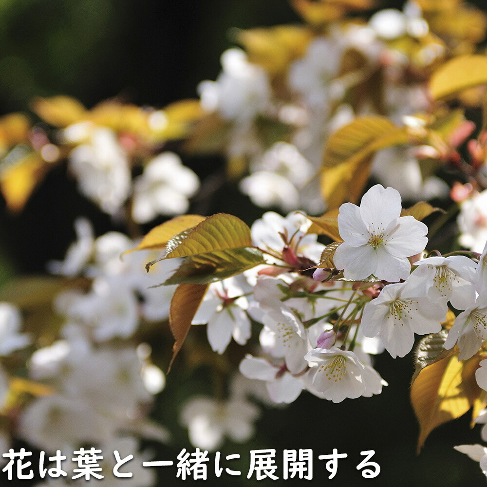 楽天市場】ヤマザクラ 株立ち 1.7m 露地 苗木 : トオヤマグリーン