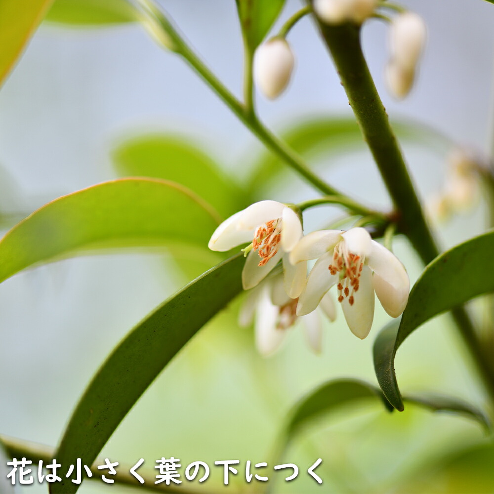 楽天市場】サカキ 2.5m 露地 苗木 : トオヤマグリーン