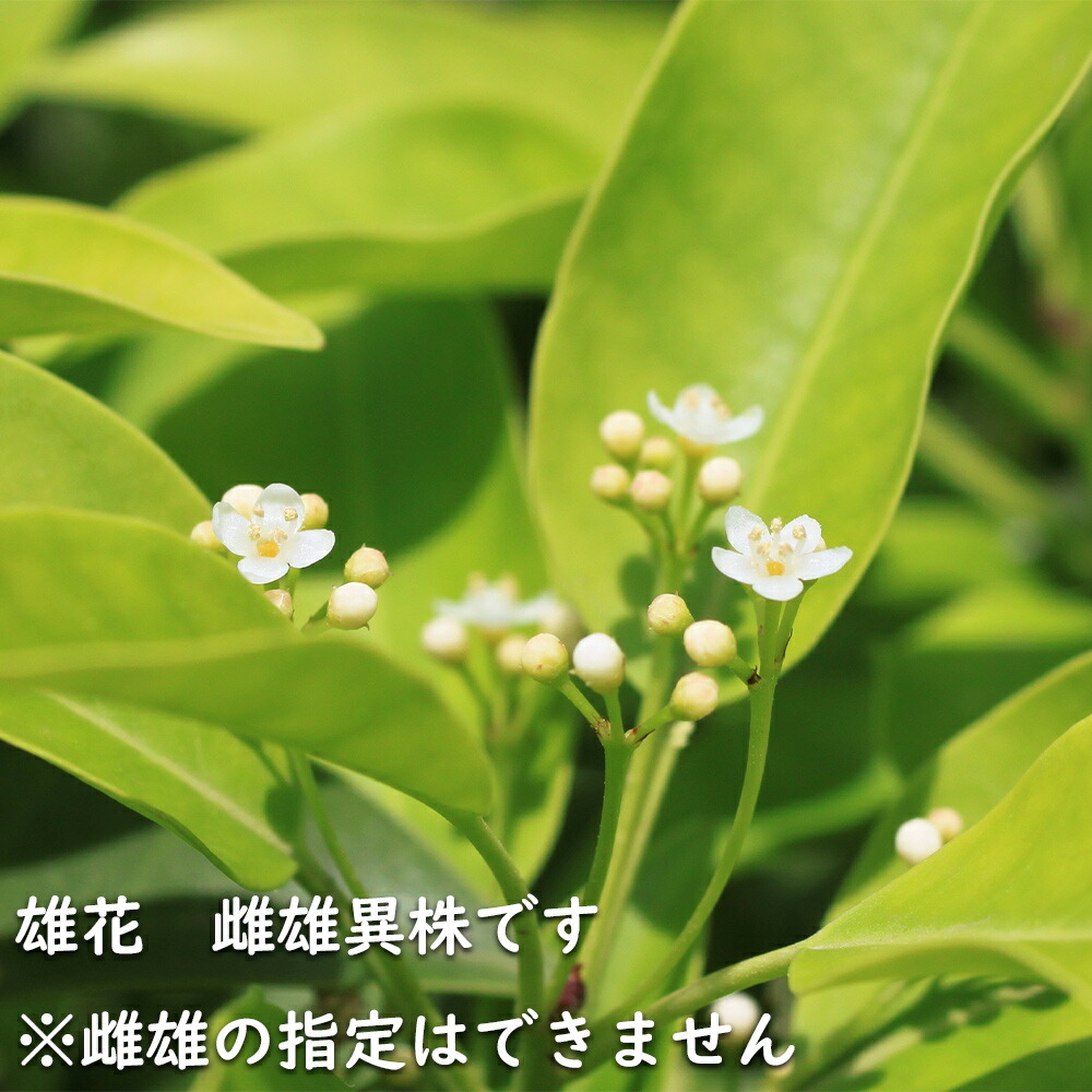 楽天市場】ソヨゴ 単木 2.5m 露地 2本 苗木 : トオヤマグリーン