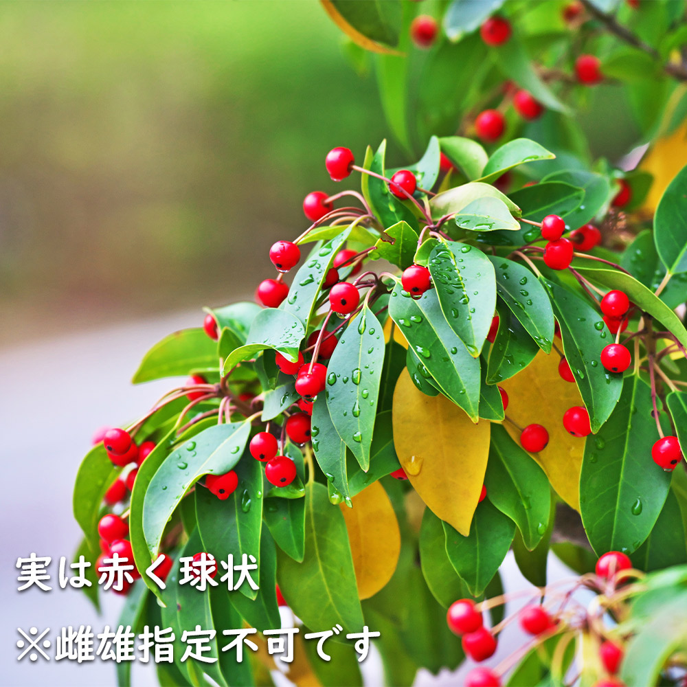 楽天市場】ソヨゴ 株立ち 2.5m 露地 苗木 : トオヤマグリーン