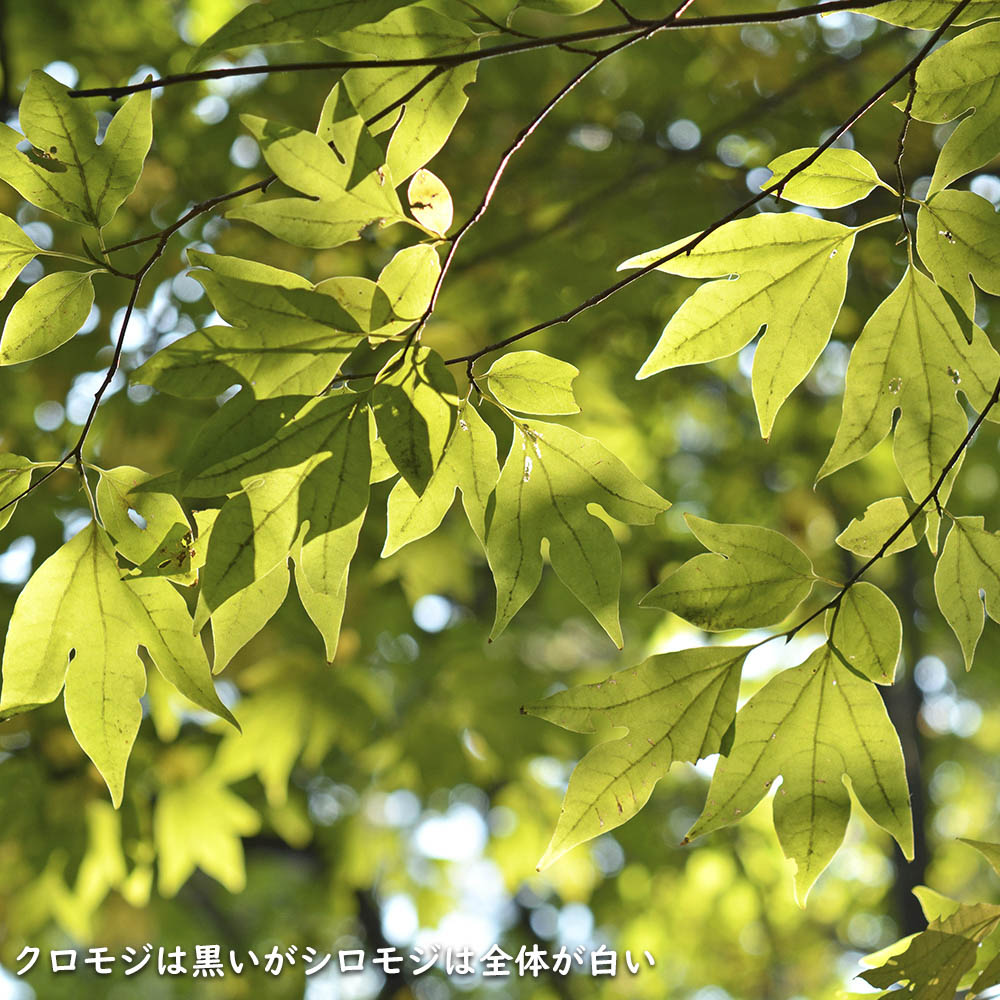 楽天市場】シロモジ 株立ち 2m 露地 苗木 : トオヤマグリーン