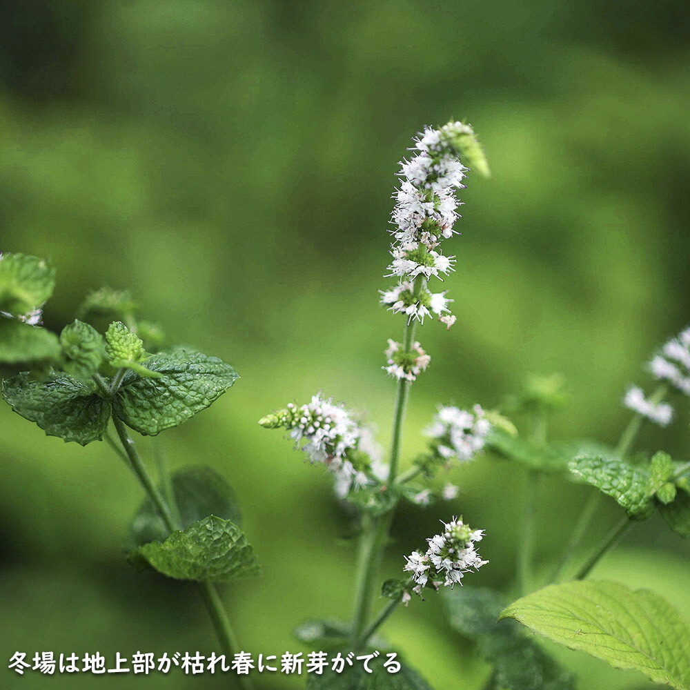 楽天市場】ペパーミント 9.0cmポット 苗 : トオヤマグリーン