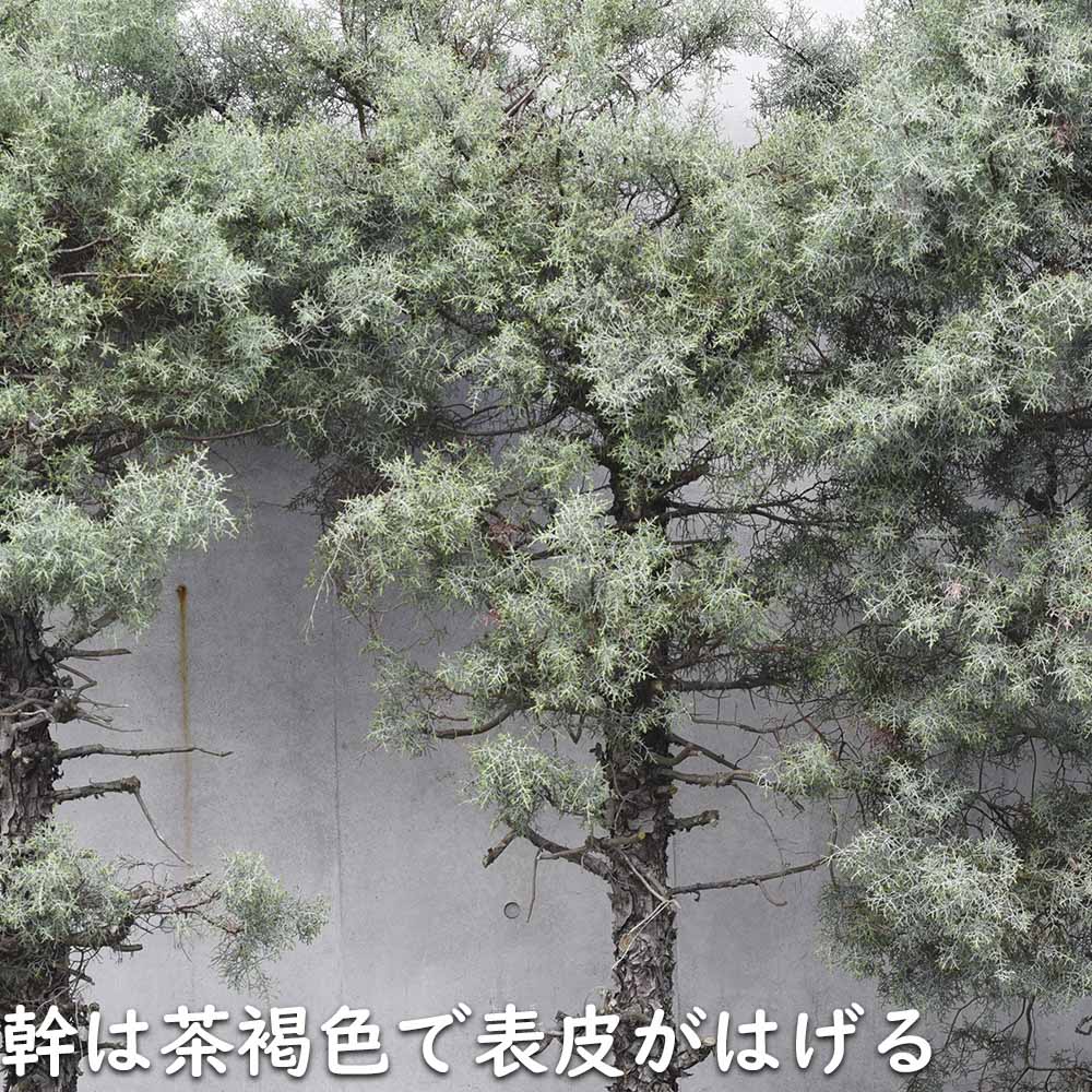 楽天市場】ブルーアイス 2.5m 露地 苗木 : トオヤマグリーン