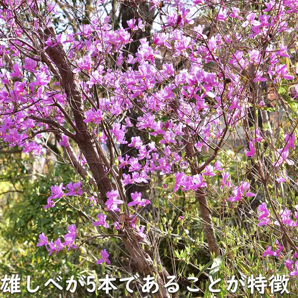 楽天市場】ミツバツツジ 2.5m 露地 苗木 : トオヤマグリーン