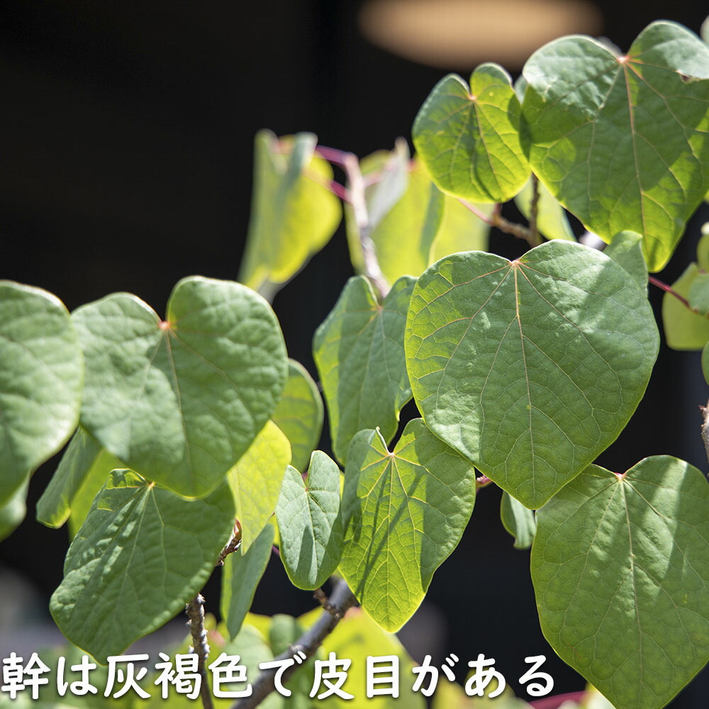 楽天市場】マルバノキ 株立ち 2m 露地 2本 苗木 : トオヤマグリーン