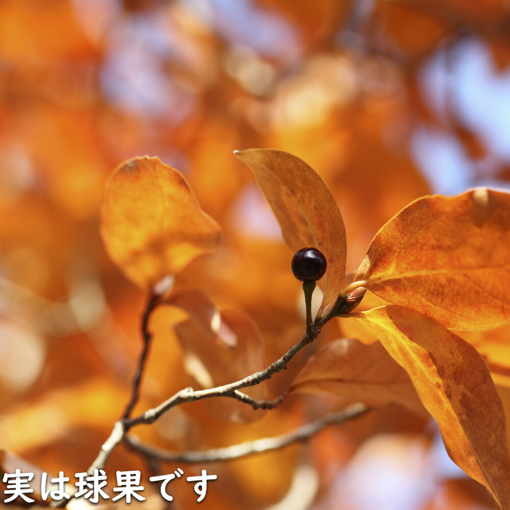 楽天市場】ヤマコウバシ 株立ち 2m 露地 苗木 : トオヤマグリーン