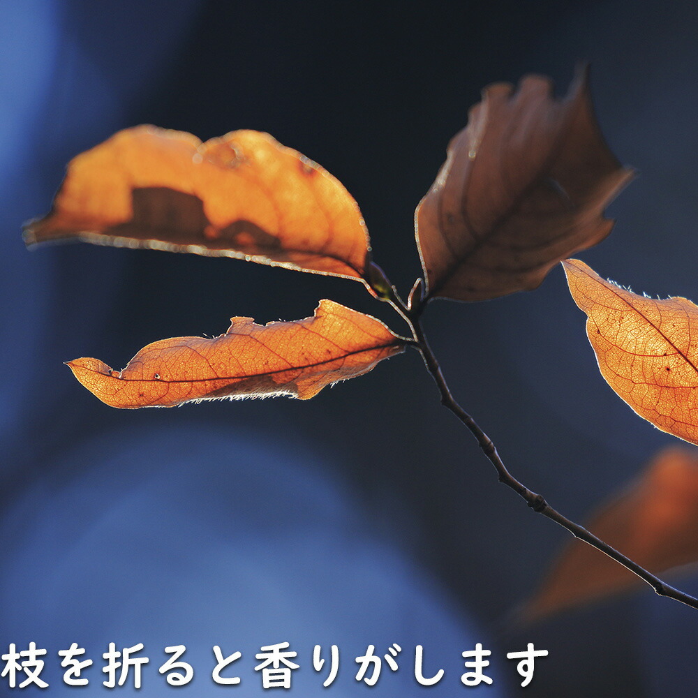 楽天市場】ヤマコウバシ 株立ち 2m 露地 苗木 : トオヤマグリーン