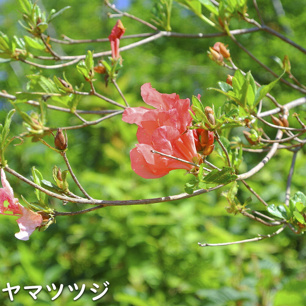 楽天市場】ヤマツツジ 2m 露地 苗木 : トオヤマグリーン