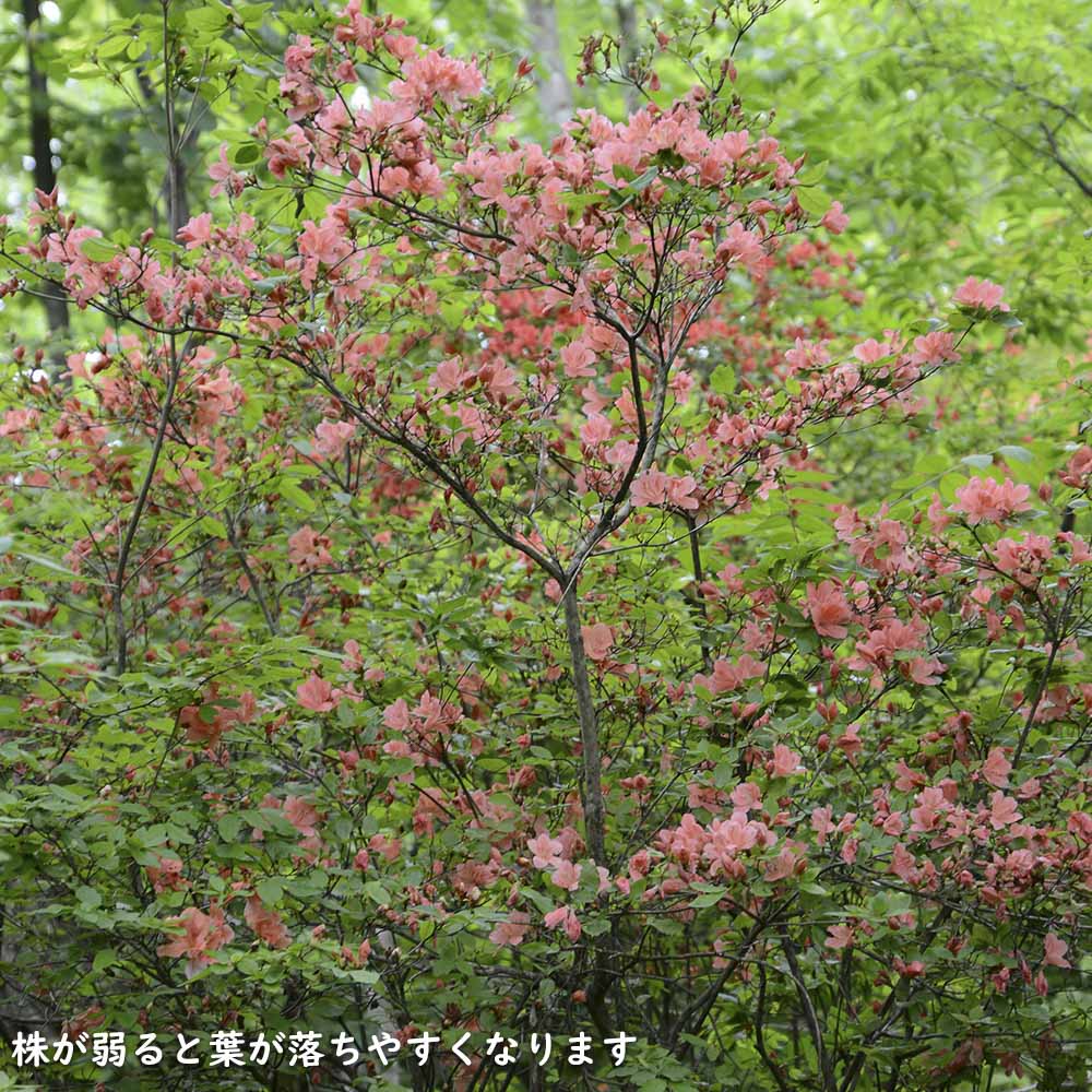 楽天市場】ヤマツツジ 2m 露地 苗木 : トオヤマグリーン