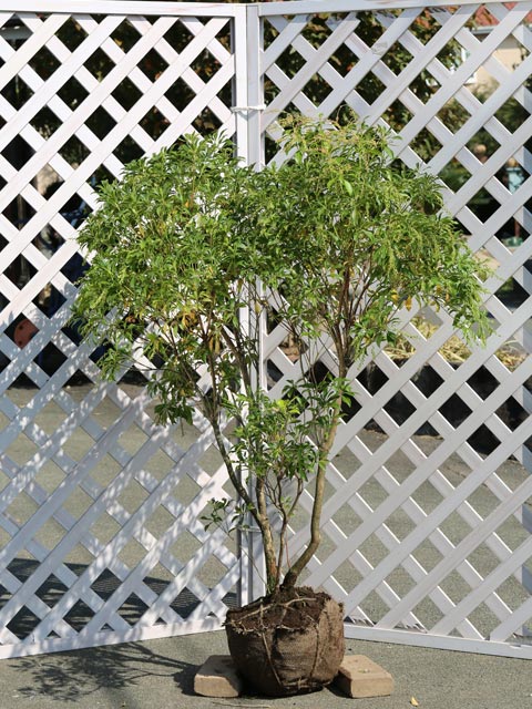 楽天市場】アセビ 1.5m 露地 2本 苗木 : トオヤマグリーン