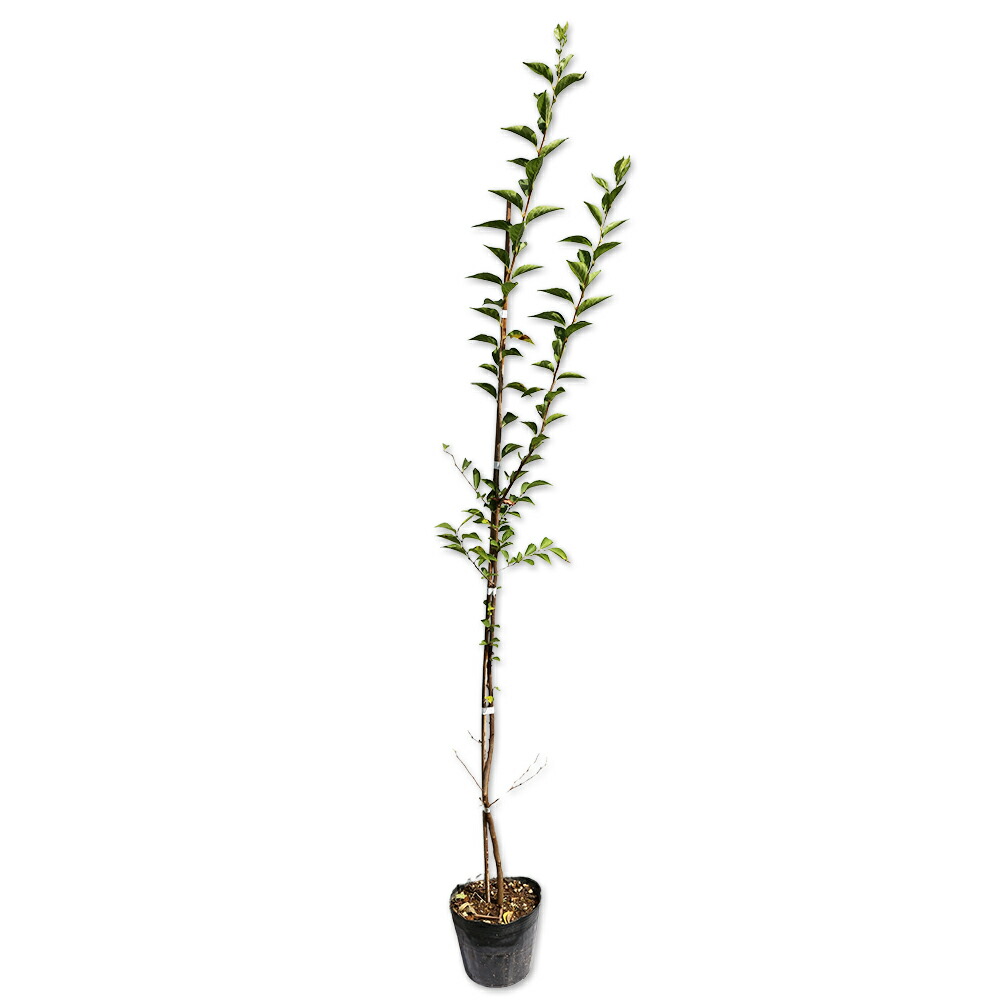 エゴノキ 盆栽」の人気商品一覧 | 安い商品を通販サイトから探す