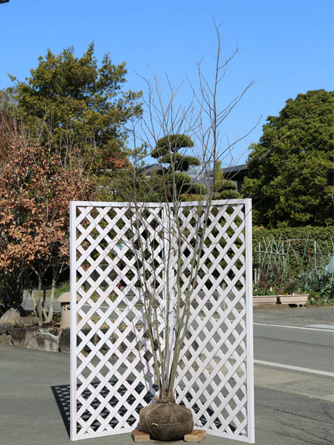 楽天市場】エゴノキ 株立ち 2.5m 露地 2本 苗木 : トオヤマグリーン