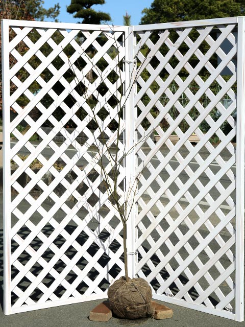 楽天市場】クロモジ 単木 1.5m 露地 2本 苗木 : トオヤマグリーン