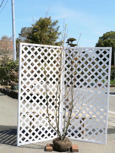 楽天市場】クロモジ 株立ち 2m 露地 苗木 : トオヤマグリーン