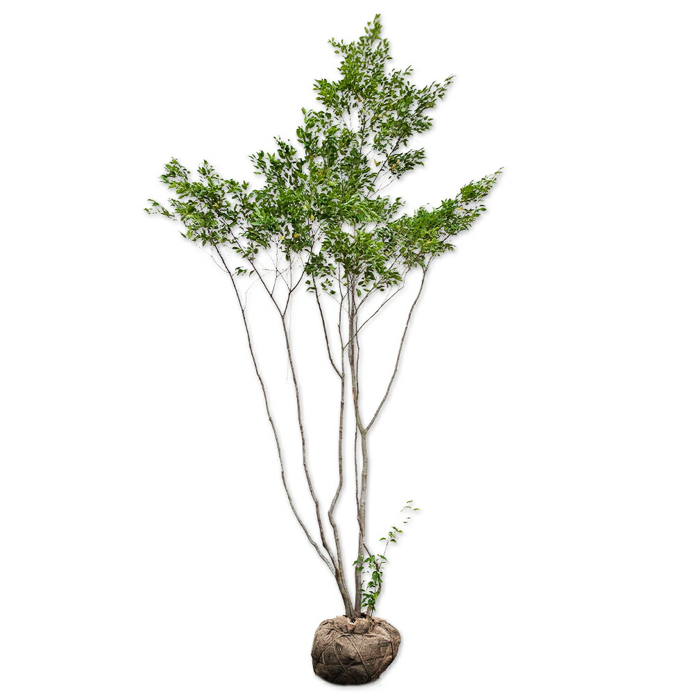 ハイノキ 株立ち」の人気商品一覧 | 安い商品を通販サイトから探す